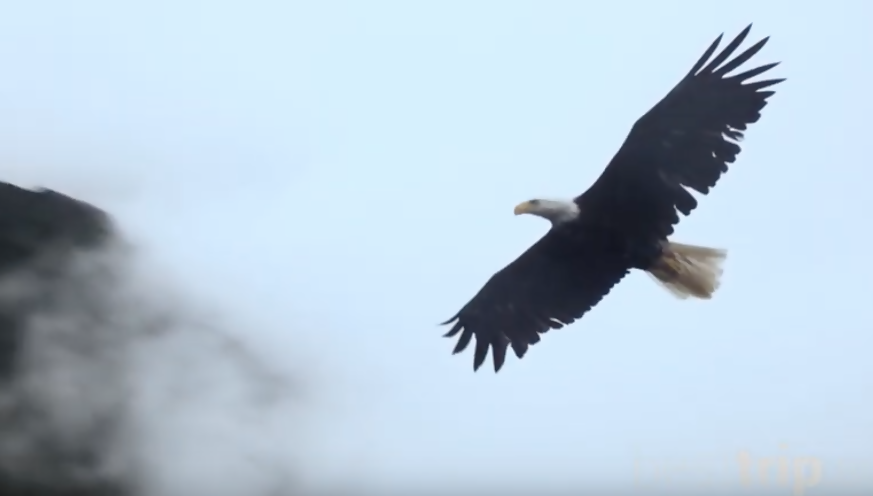 Why Taking an Alaska Cruise is 'For the Birds'