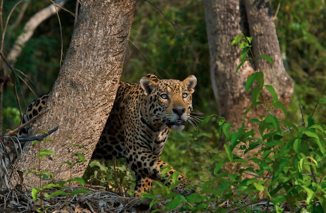 Lions and Tigers and Leopards in the Woods: 5 Destinations for Viewing Big Cats